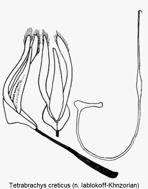 tetrabrachys_creticus.gif