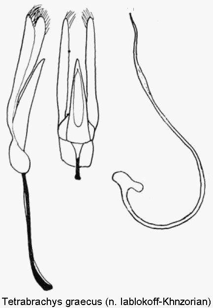 tetrabrachys_graecus.gif
