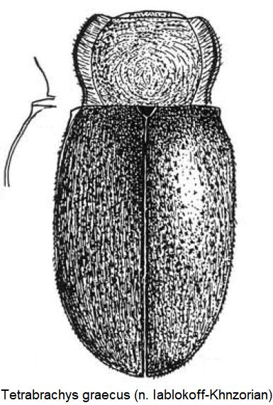tetrabrachys_graecus_hab.jpg