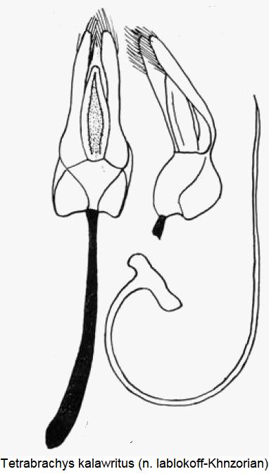 tetrabrachys_kalawritus.jpg