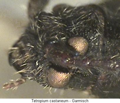 tetropium_castaneum_k.jpg