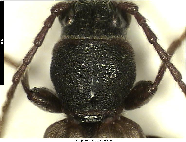 tetropium_fuscum_vk.jpg