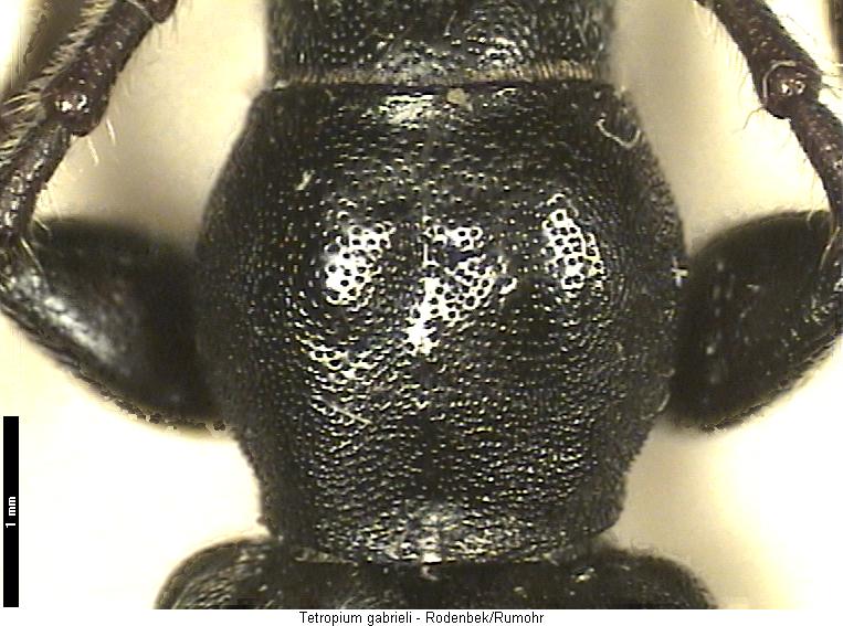 tetropium_gabrieli_vk.jpg