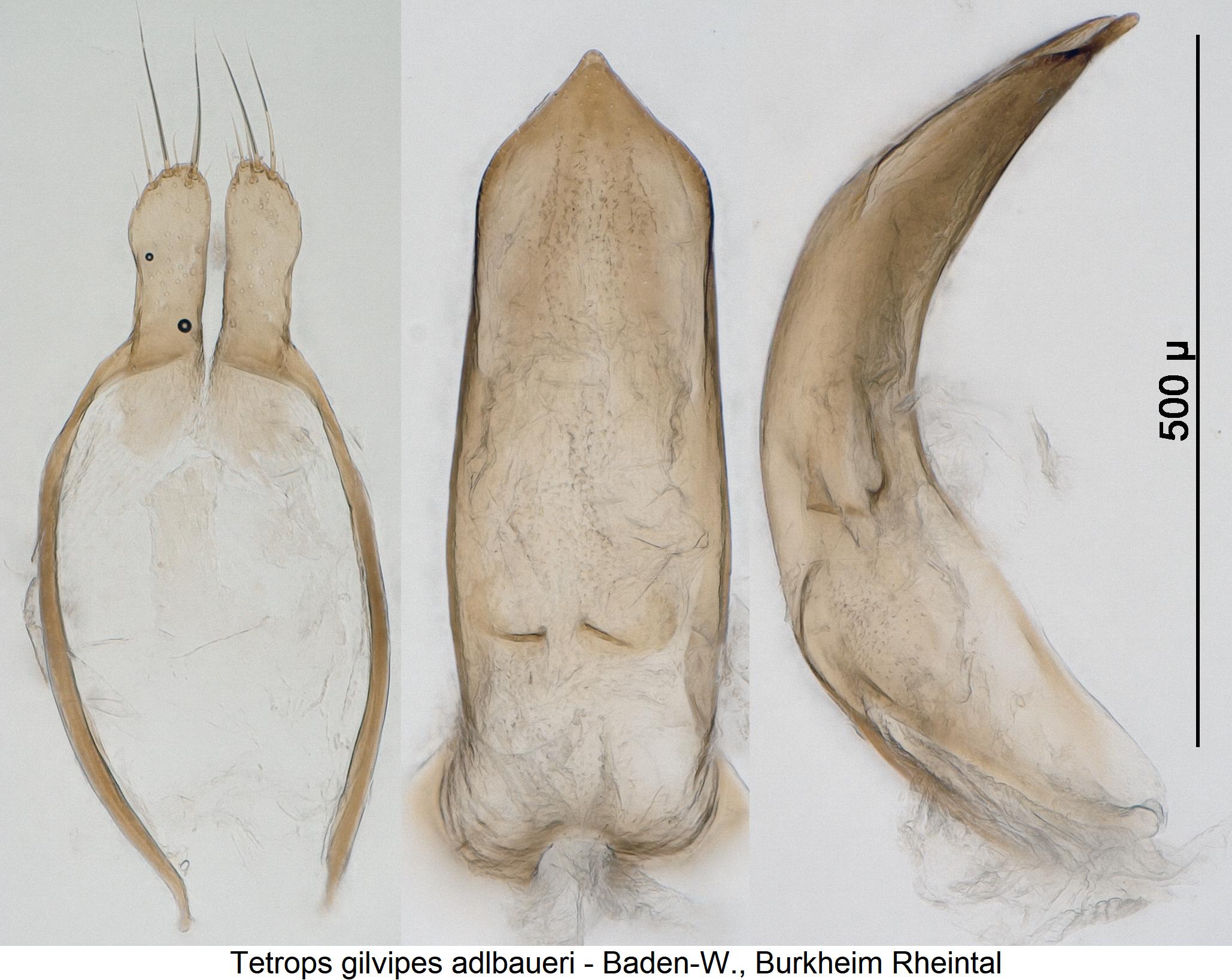 tetrops_adlbaueri1.jpg