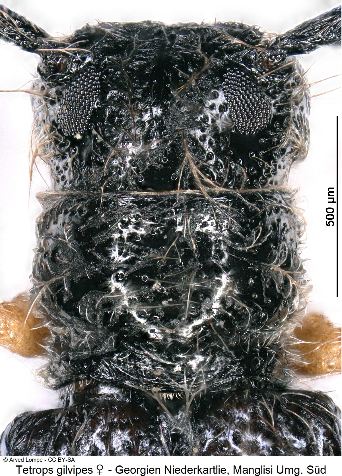 tetrops_gilvipes_w_ck18389422_vk.jpg