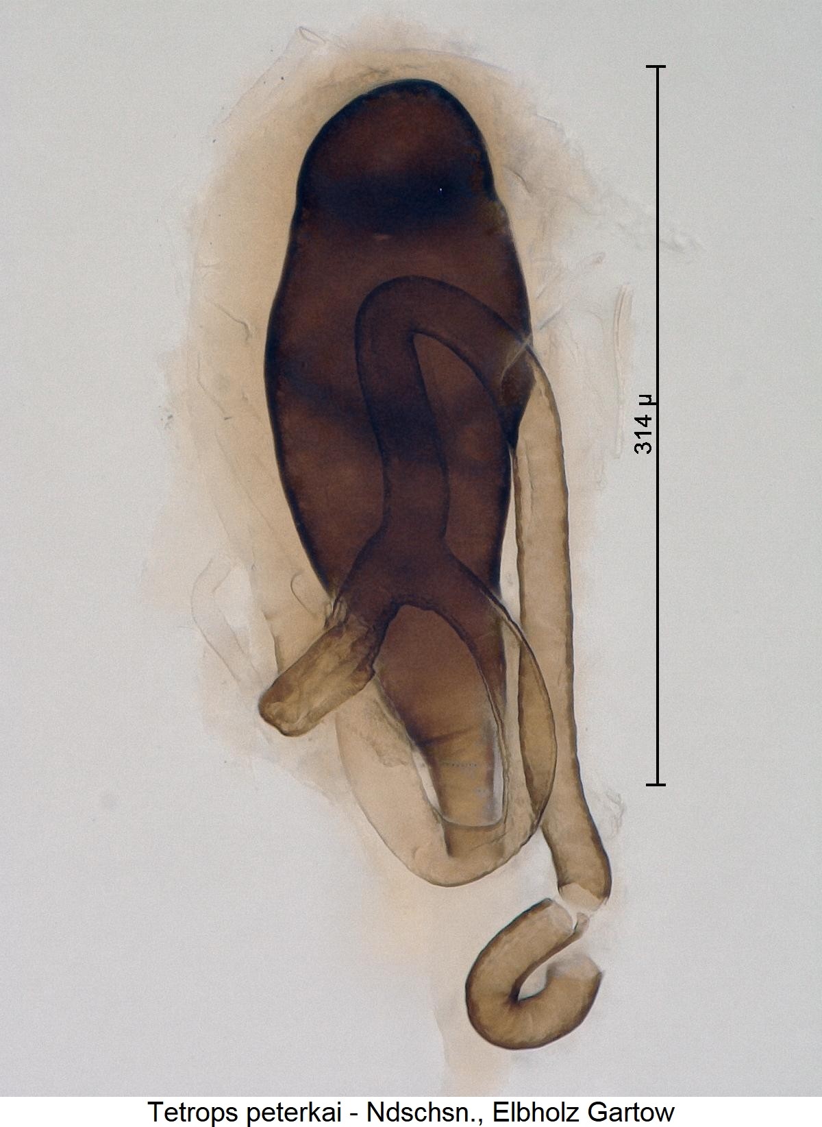tetrops_peterkai_sperm1.jpg