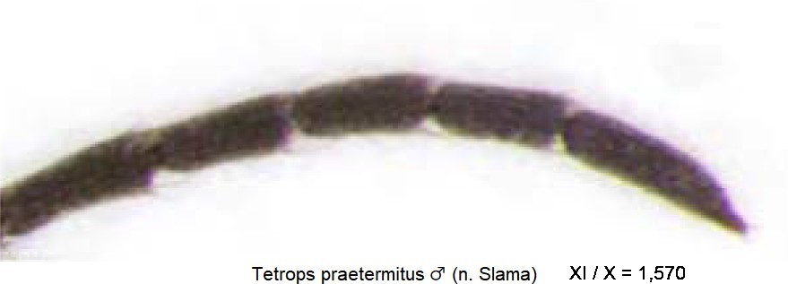 tetrops_praetermitus_m_f.jpg