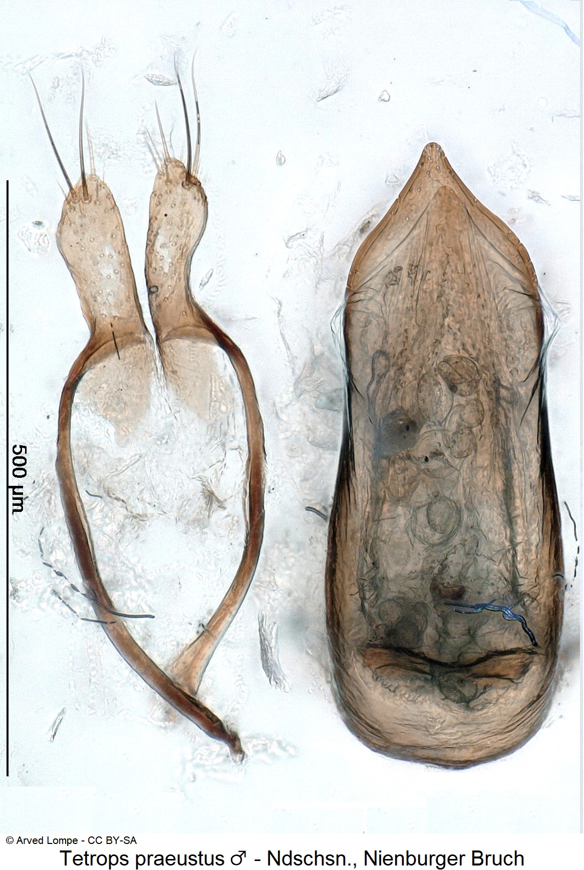 tetrops_praeustus-1.jpg
