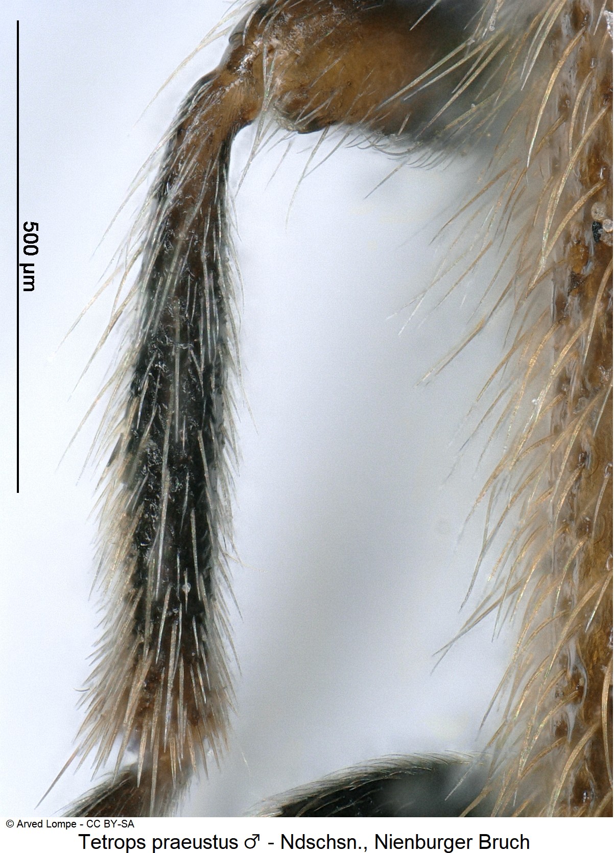 tetrops_praeustus_mschn.jpg