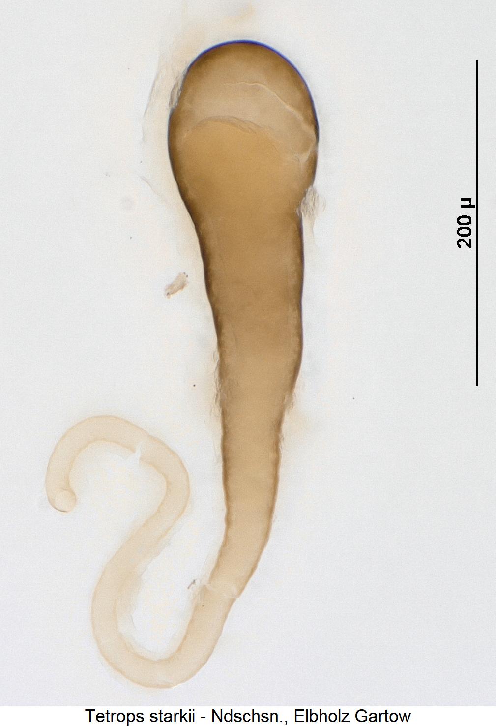 tetrops_starkii_sperm.jpg