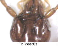 thalassophilus_coecus_k.jpg