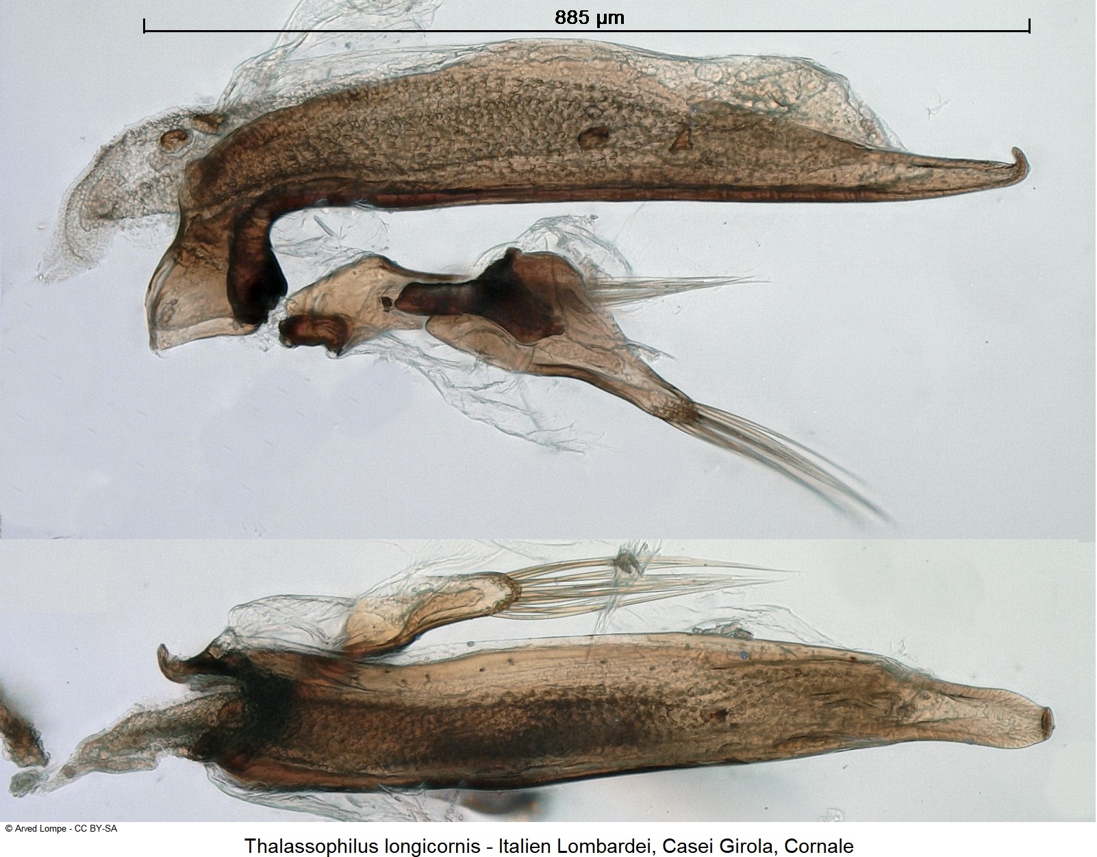 thalassophilus_longicornis-1.jpg