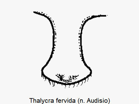 thalycra_fervida_vbr.gif