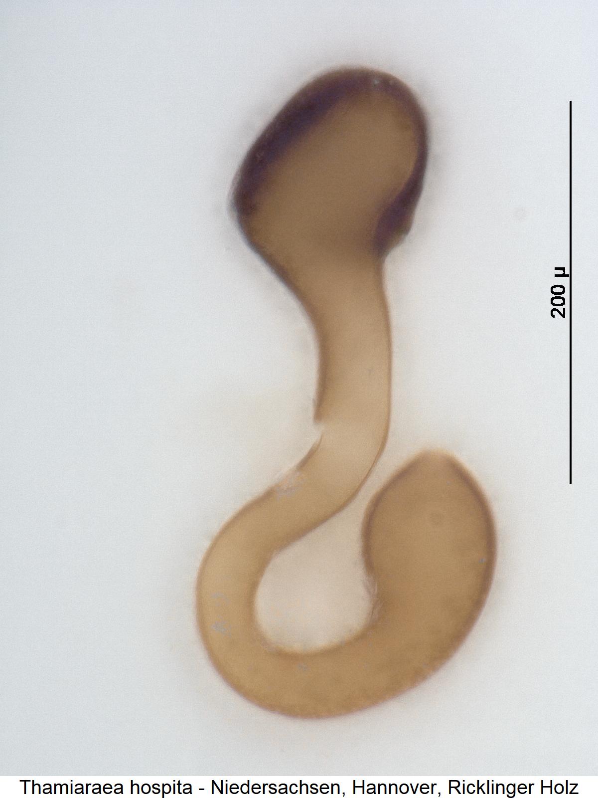 thamiaraea_hospita_sperm1.jpg