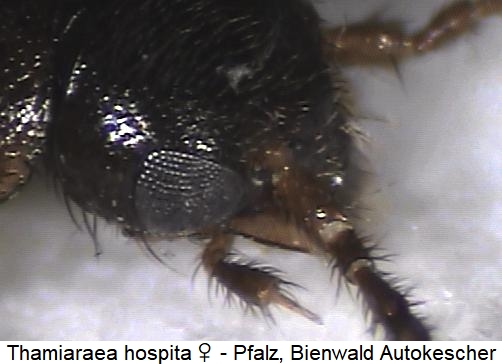 thamiaraea_hospita_ts.jpg