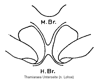 thamiaraea_unterseite.gif