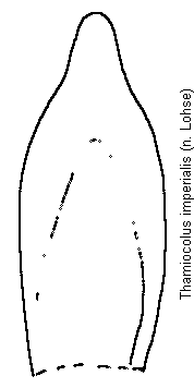thamiocolus_imperialis.gif