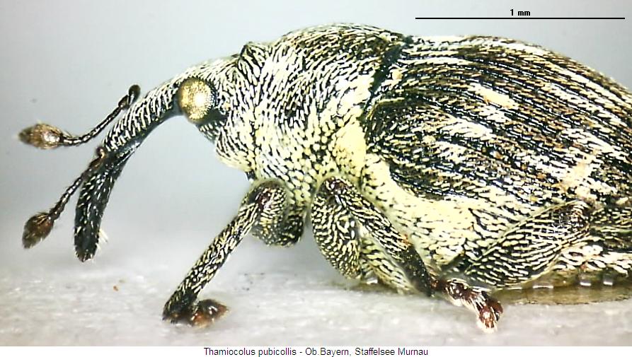 thamiocolus_pubicollis_sa.jpg