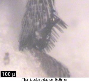 thamiocolus_viduatus_hb.jpg