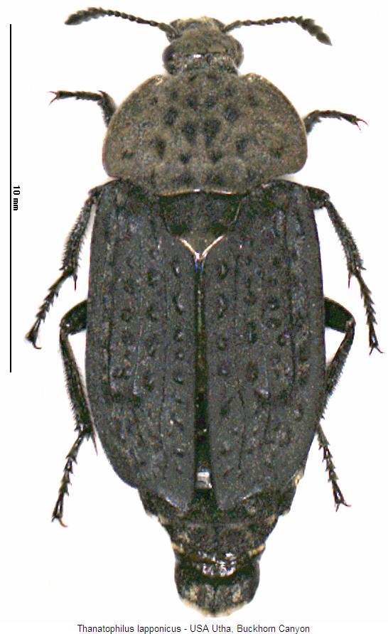 thanatophilus_lapponicus.jpg