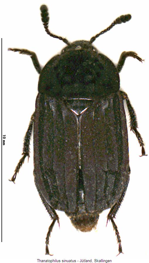thanatophilus_sinuatus_hab.jpg
