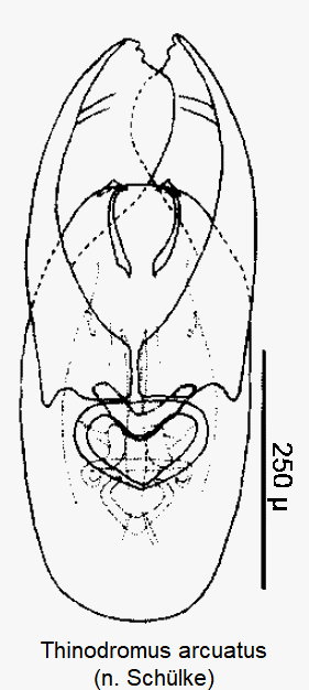 thinodromus_arcuatus.gif