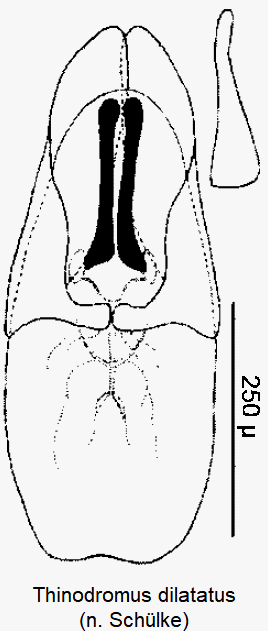 thinodromus_dilatatus.gif