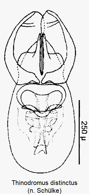 thinodromus_distinctus.gif