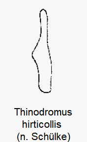 thinodromus_hirticollis_pc.gif