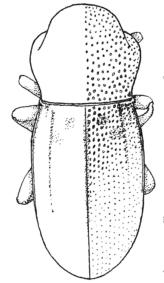 thorictodes_bennetti2.jpg