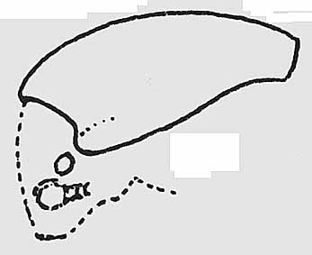 thorictodes_bennetti_kopf2.jpg