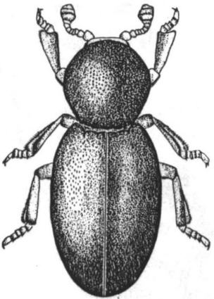 thorictodes_brevipennis2.jpg