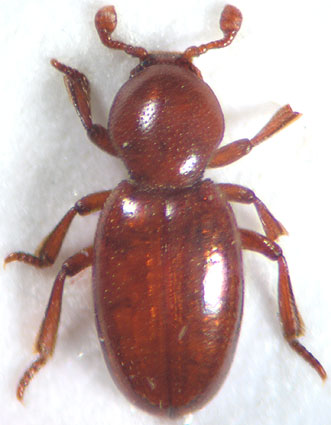 thorictodes_brevipennis_male.jpg