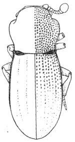 thorictodes_dartevellei2.jpg