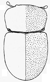 thorictus_capensis2.jpg