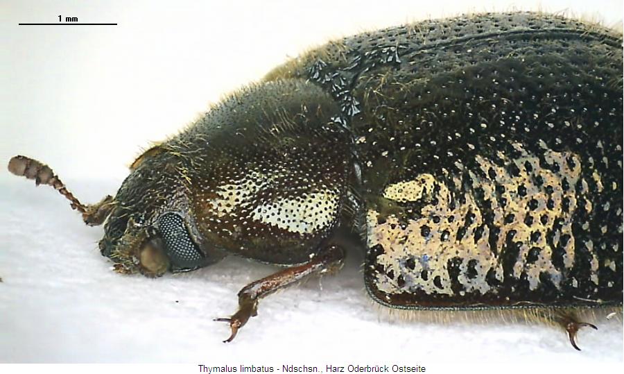 thymalus_limbatus_sa.jpg