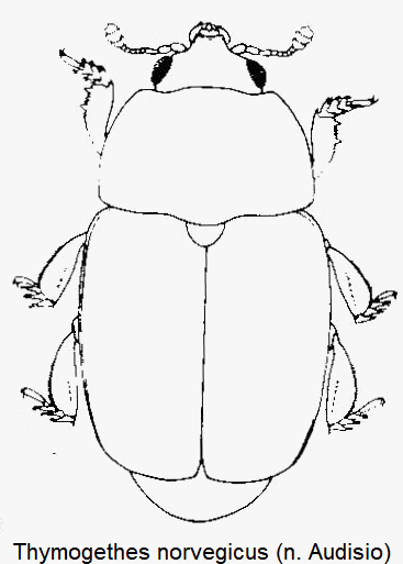 thymogethes_norvegicus_hab.gif