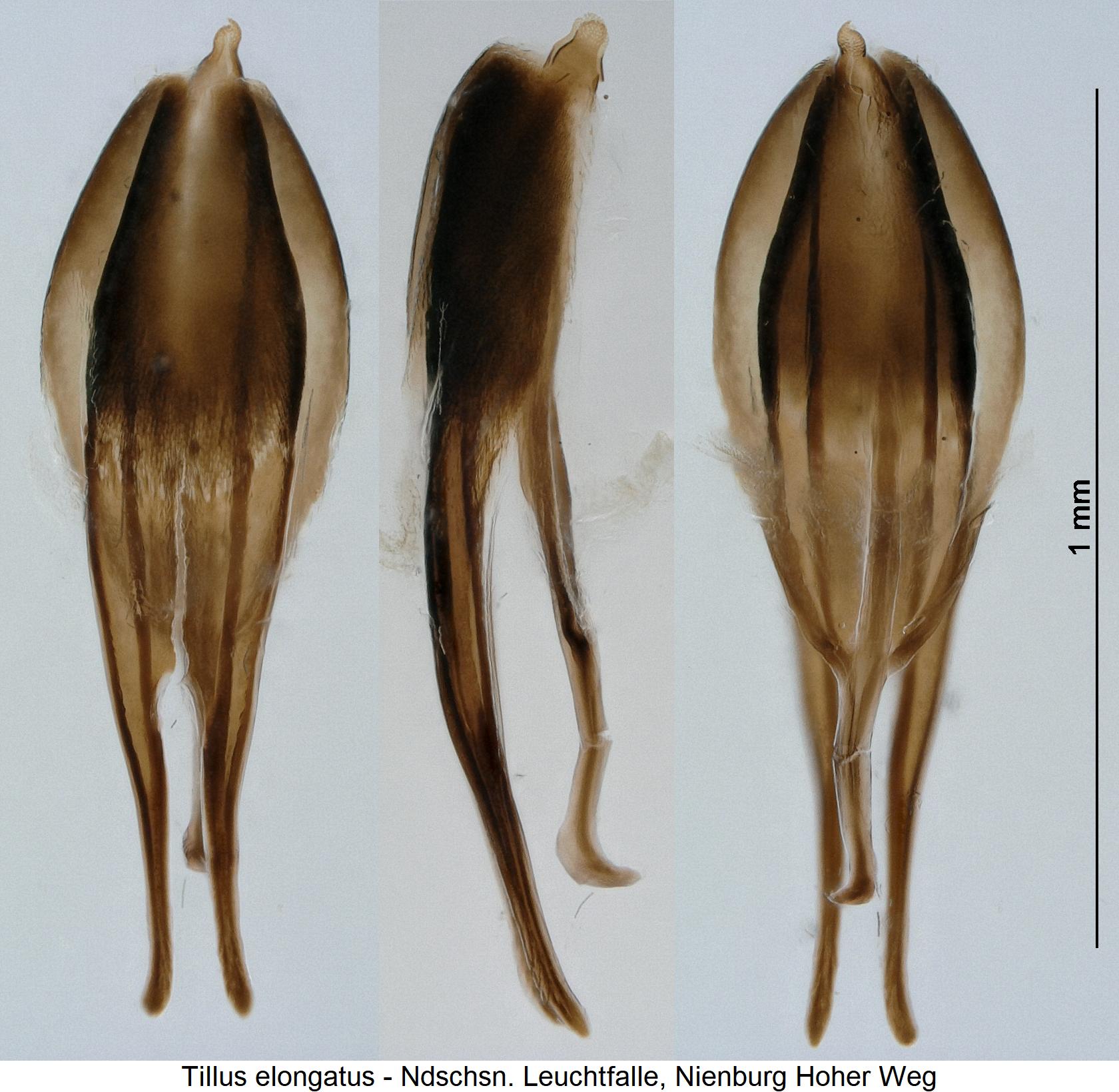 tillus_elongatus.jpg