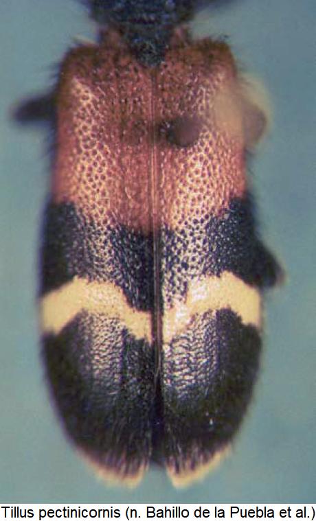 tillus_pectinicornis_fld.jpg
