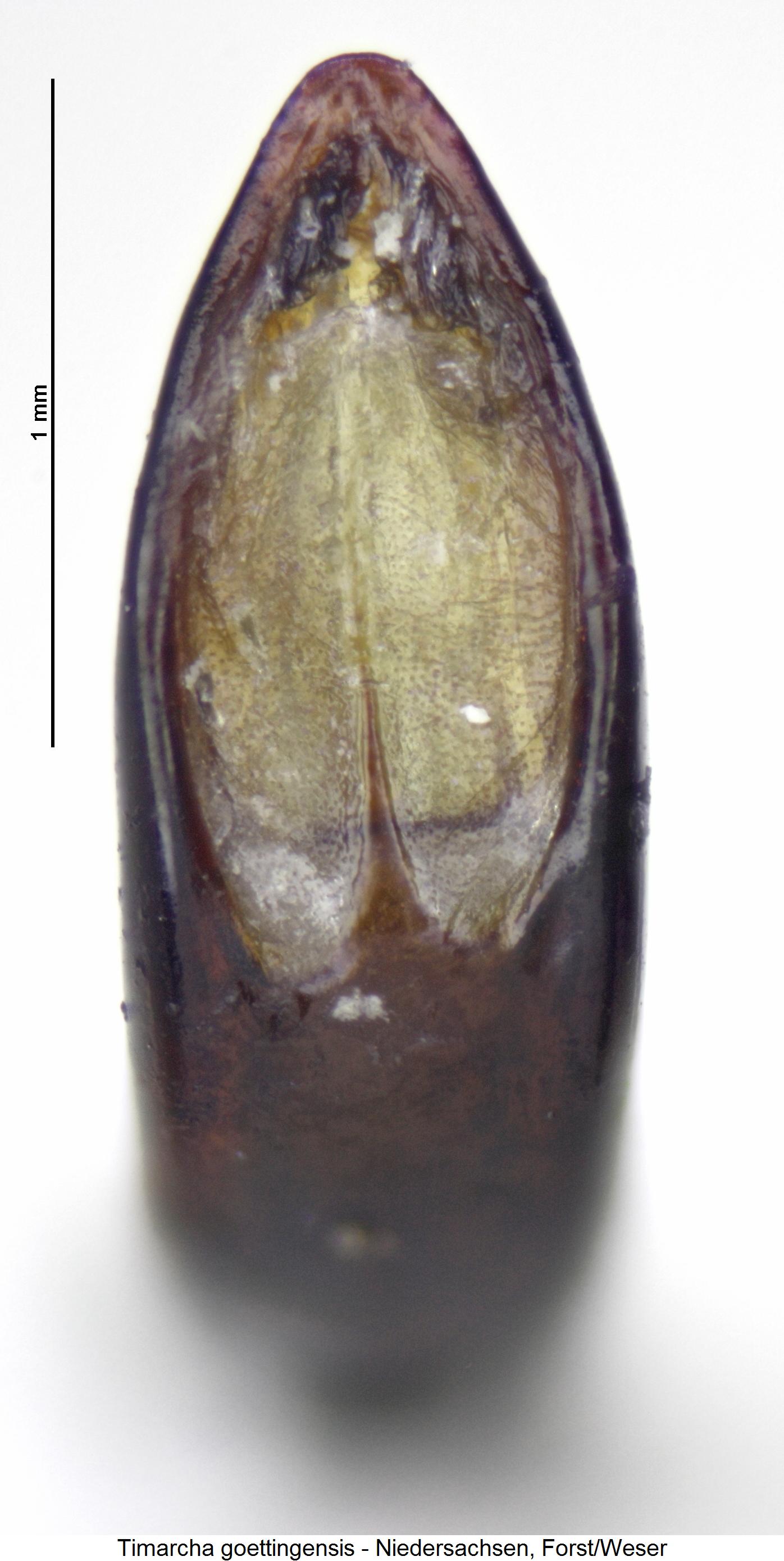 timarcha_goettingensis.jpg