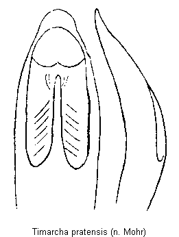 timarcha_pratensis.gif