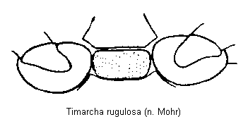 timarcha_rugulosa_mbr.gif