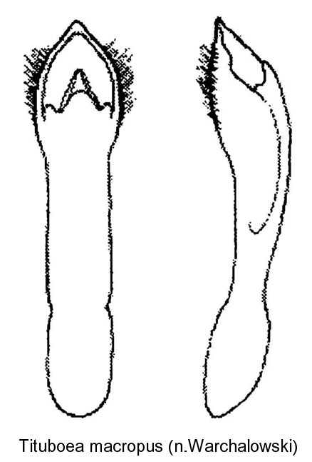 tituboea_macropus_aed.jpg
