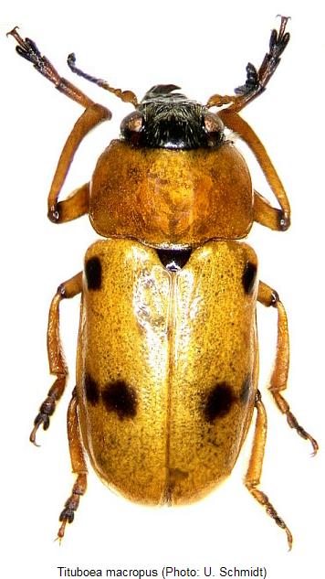 tituboea_macropus_hab.jpg