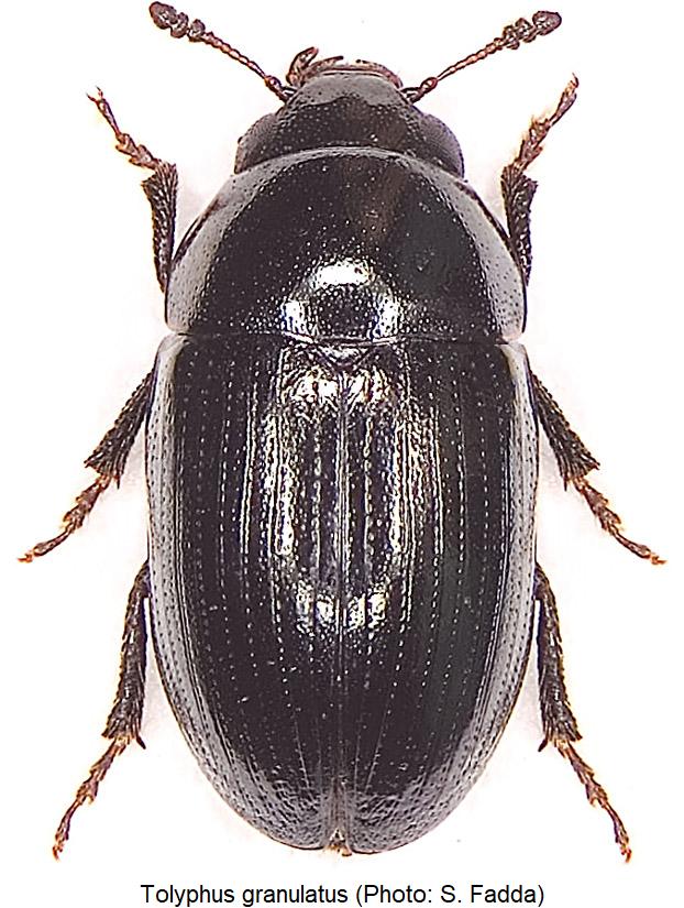 tolyphus_granulatus_hab.jpg