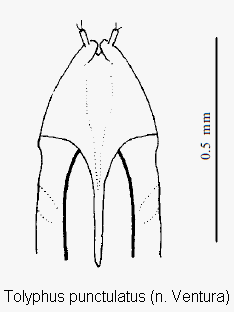 tolyphus_punctulatus_ovi.gif