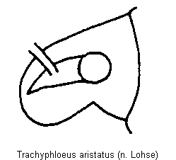 trachyphloeus_aristatus_k.gif