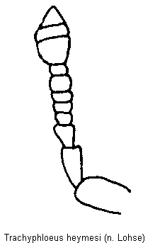 trachyphloeus_heymesi_f.gif