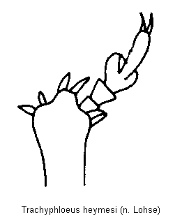 trachyphloeus_heymesi_vschn.gif