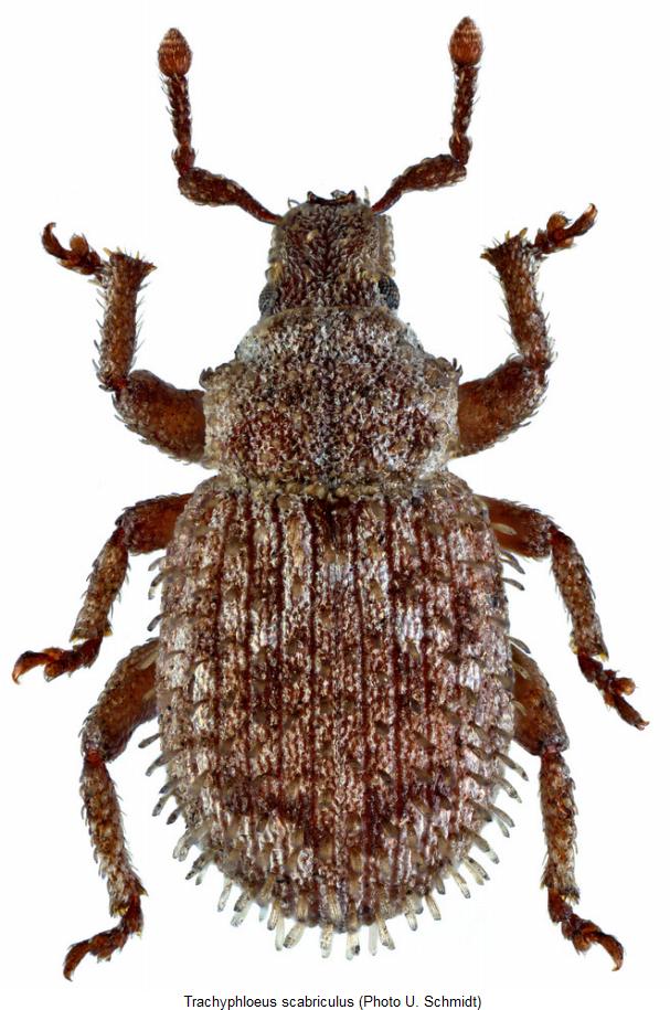 trachyphloeus_scabriculus_hab.jpg